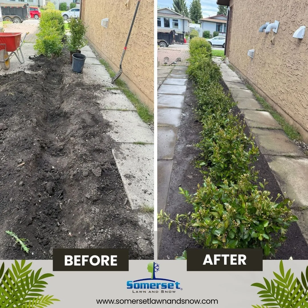 Hedges and shrubs planted by Somerset Lawn and Snow in Calgary