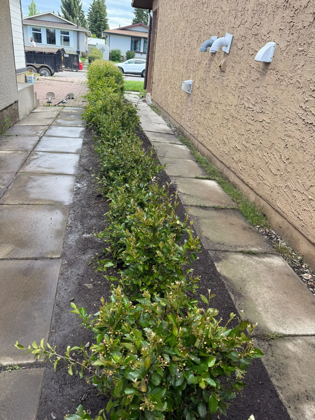 Hedges planted and finished