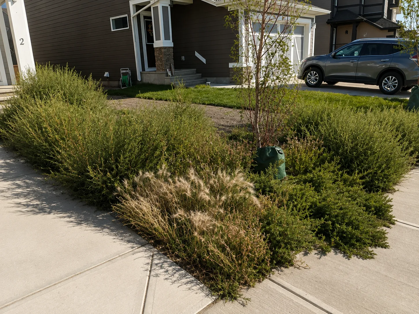 Lawn with weed pressure before Somerset treatment