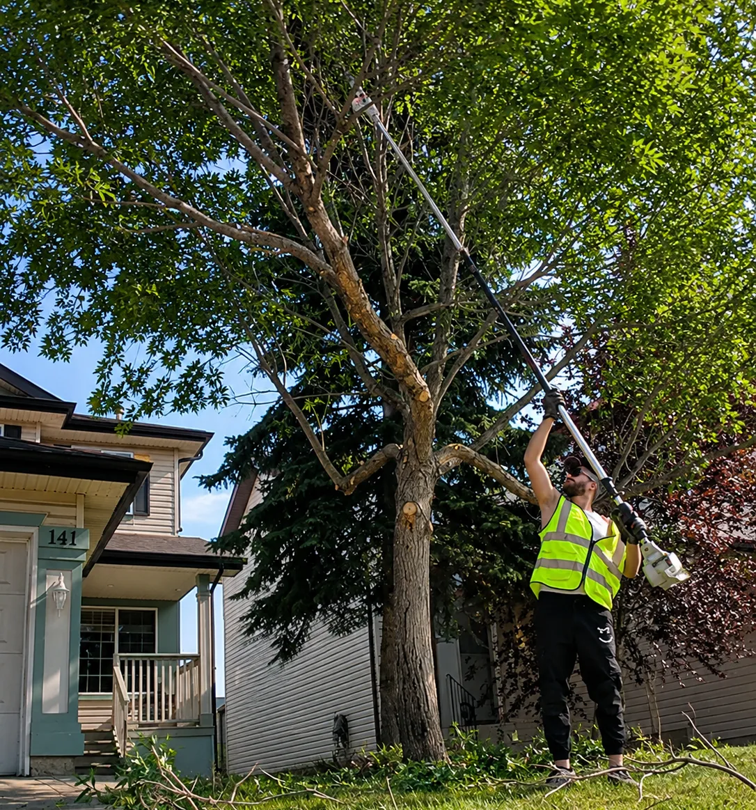 Somerset crew trimming a tree in southwest Calgary