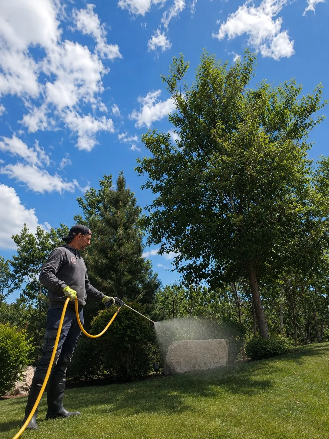Weed Control for Calgary Lawns: Pre-Emergent vs Post-Emergent